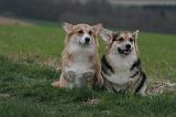 CORGI PEMBROKE 1379
